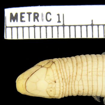 Media type: image; Herpetology R-67020
